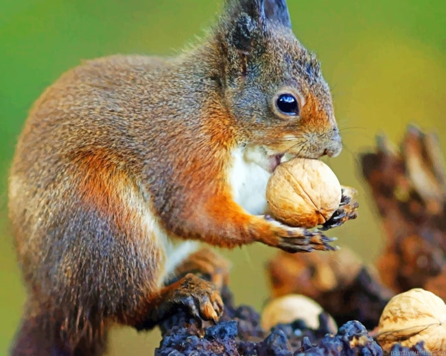 Acorn Squirrel Animals Painting By Numberss.png