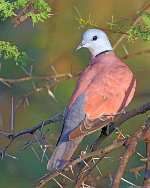 Adamawa Turtle Dove New Painting By Numberss.png