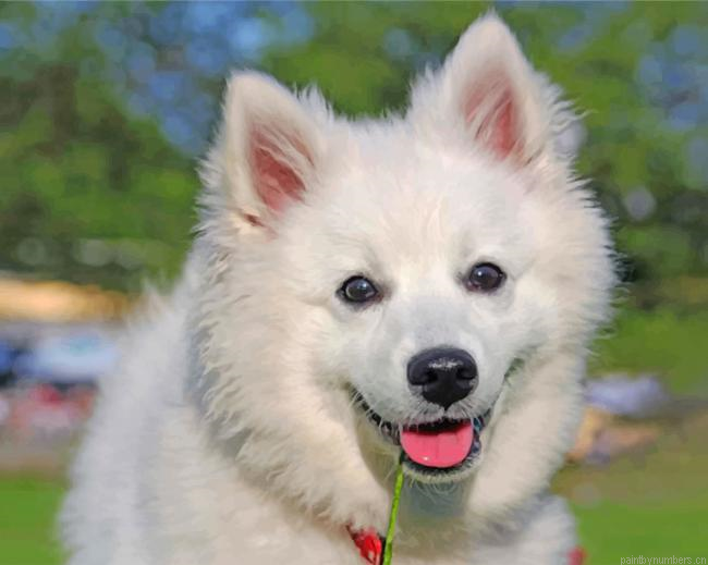 Adorable American Eskimo Dog Painting By Numberss.png