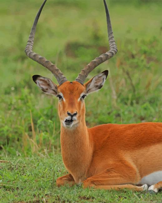 Adorable Antelope Animals Painting By Numberss.png