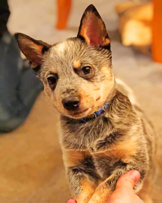 Adorable Blue Heeler Painting By Numbers.png