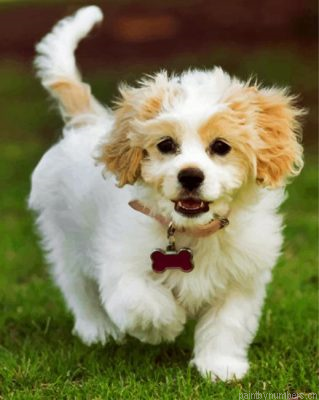 Adorable Cavachon Painting By Numbers.png