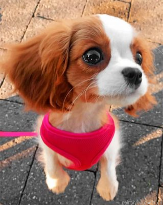 Adorable Cavalier Puppy Painting By Numbers.png