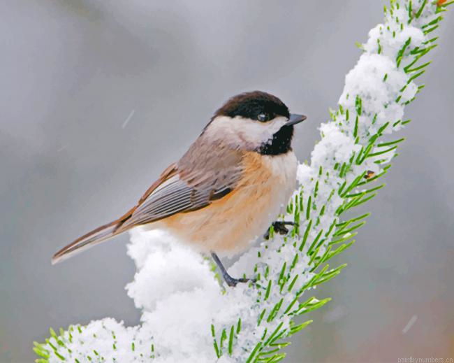 Adorable Chickadee Bird Painting By Numberss.png