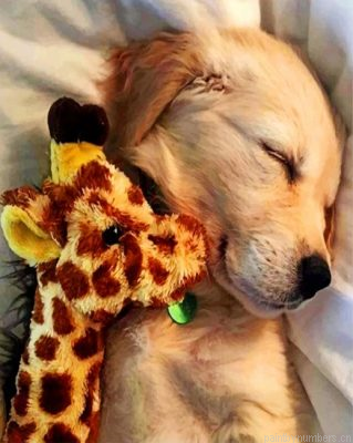 Adorable Golden Retriever Painting By Numbers.png