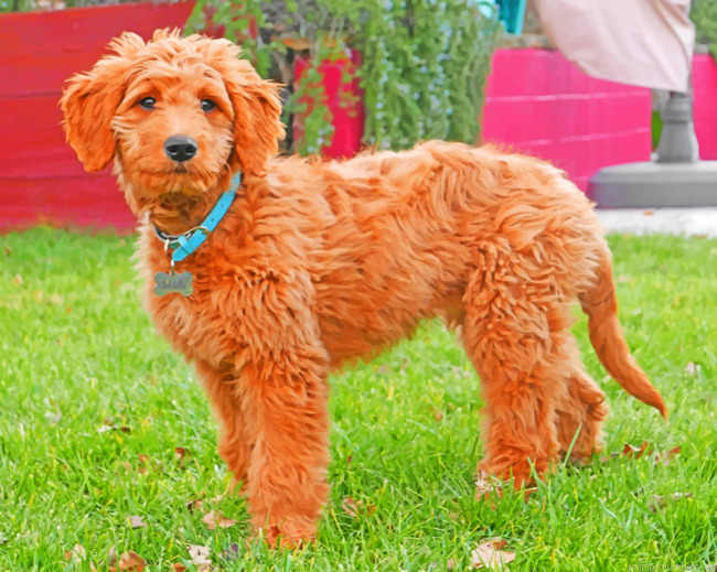 Adorable Goldendoodle Painting By Numbers.png