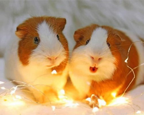 Adorable Guinea Pigs Painting By Numbers.png