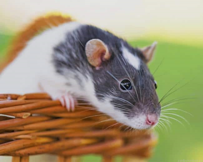 Adorable Hamster Animals Painting By Numbers.png