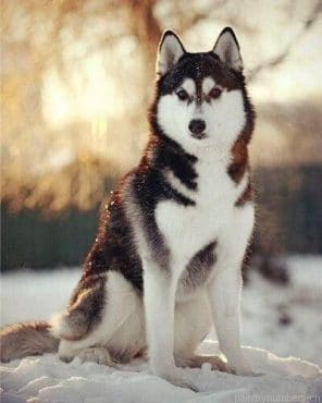 Adorable Husky Dog Animals Painting By Numbers.png