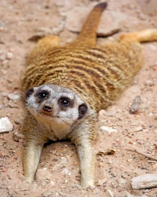 Adorable Meerkat Painting By Numbers.png