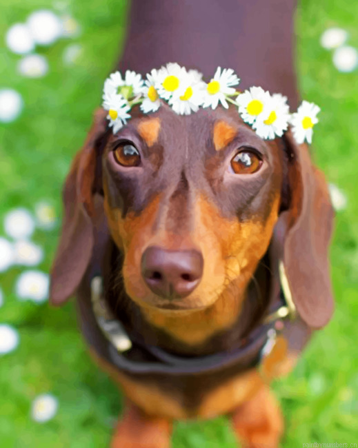 Adorable Sausage Dog Painting By Numbers.png