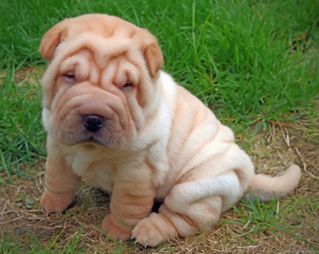 Adorable Shar Pei Painting By Numbers.png