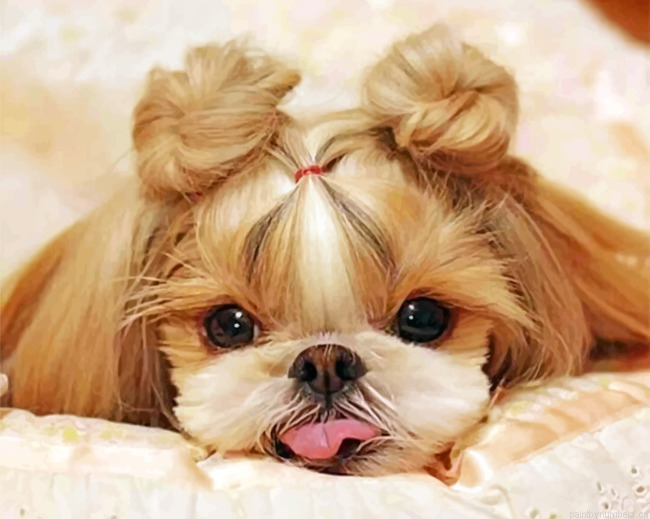 Adorable Shih Tzu Painting By Numbers.png