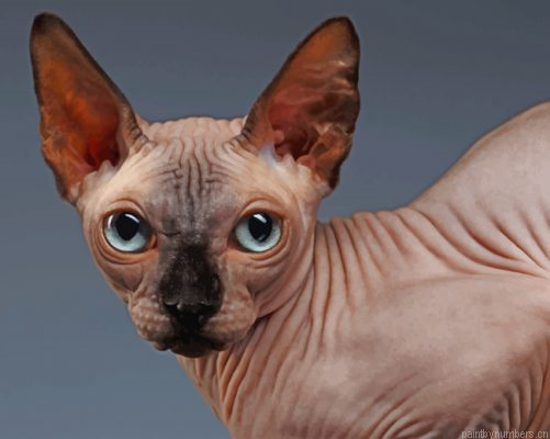 Adorable Sphynx Cat Painting By Numbers.png