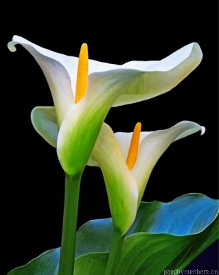 Aesthetic Arum Lilies Painting By Numbers.png