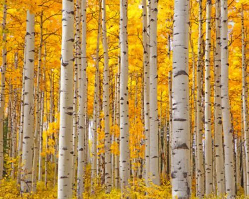 Aesthetic Aspen Trees Painting By Numbers.png