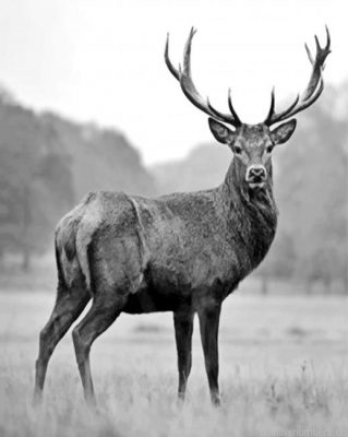 Aesthetic Black And White Deer Painting By Numbers.png
