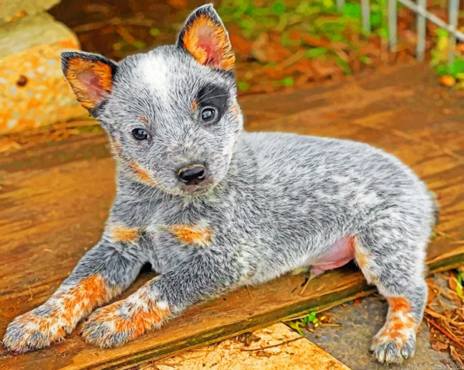 Aesthetic Blue Heeler Puppy Painting By Numbers.png