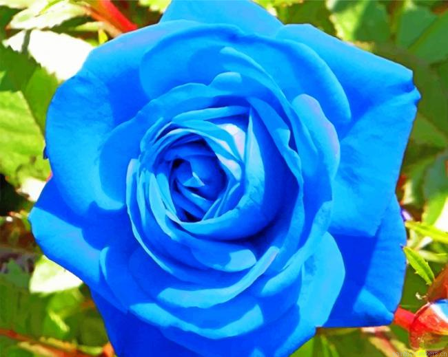 Aesthetic Blue Rose Painting By Numberss.png