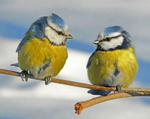 Aesthetic Blue Tit Birds Painting By Numbers.png