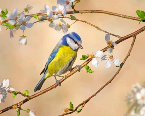 Aesthetic Blue Tit Painting By Numbers.png