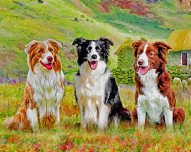 Aesthetic Border Collies Painting By Numberss.png