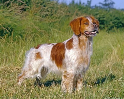 Aesthetic Brittany Spaniel Painting By Numbers.png