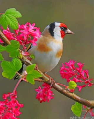 Aesthetic Bullfinch Bird Painting By Numbers.png