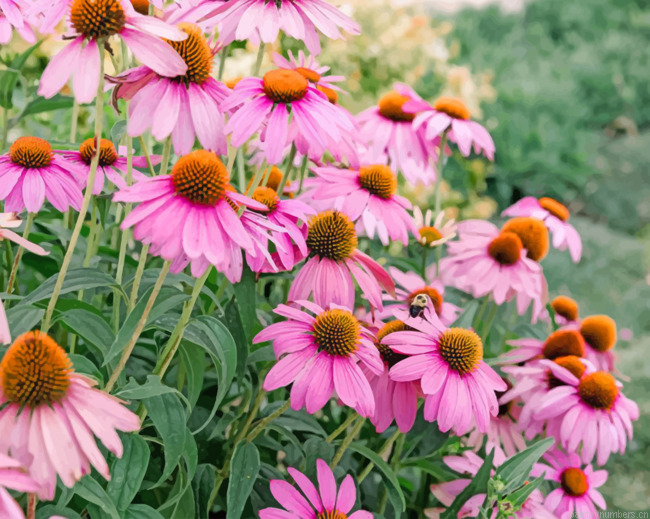 Aesthetic Coneflower Painting By Numbers.png
