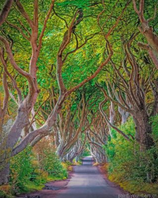 Aesthetic Dark Hedges Painting By Numbers.png