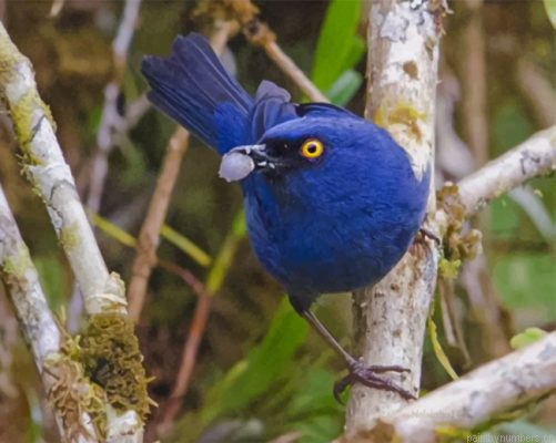 Aesthetic Deep Blue Bird Painting By Numbers.png