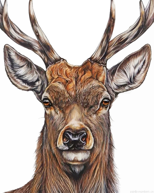 Aesthetic Deer Head Painting By Numbers.png
