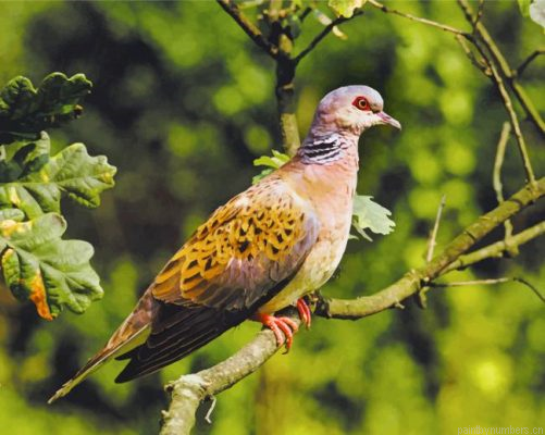 Aesthetic Dove Bird Painting By Numbers.png