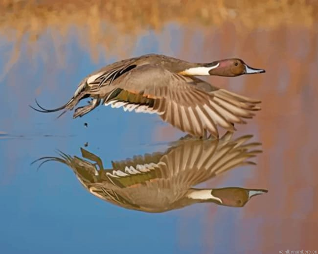 Aesthetic Duck In Flight Painting By Numberss.png