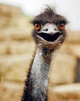 Aesthetic Emu Bird Painting By Numbers.png