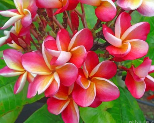 Aesthetic Frangipani Painting By Numbers.png