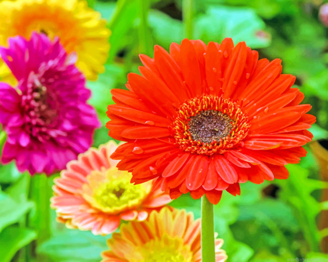 Aesthetic Gerbera Daisy Flowers Painting By Numberss.png