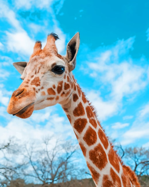 Aesthetic Giraffe Animals Painting By Numberss.png