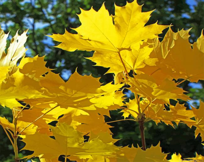Aesthetic Golden Maple Painting By Numberss.png