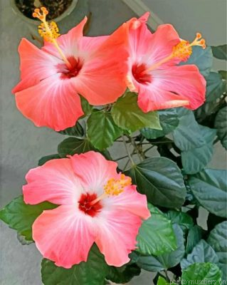 Aesthetic Hibiscus Painting By Numbers.png