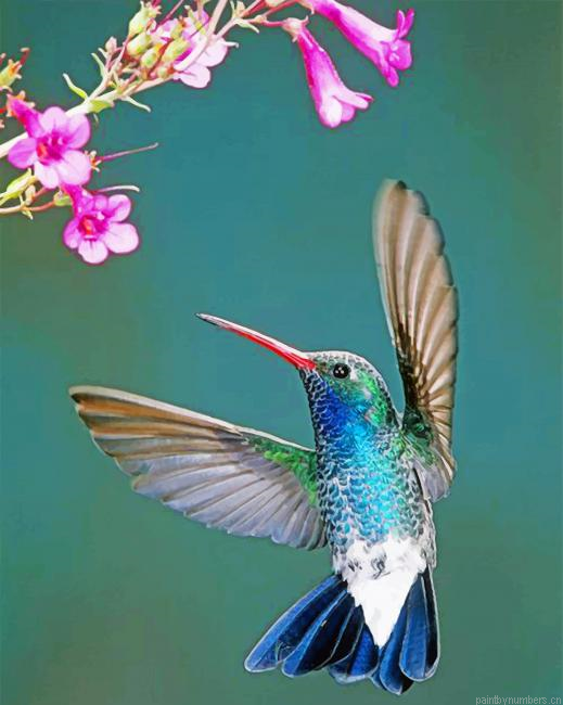 Aesthetic Hummingbird Painting By Numberss.png
