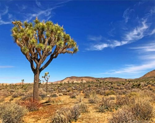 Aesthetic Joshua Tree In Desert Painting By Numbers.png