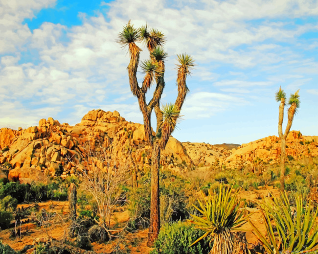 Aesthetic Joshua Tree Painting By Numbers.png