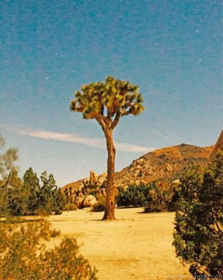 Aesthetic Joshua Trees Painting By Numbers.png