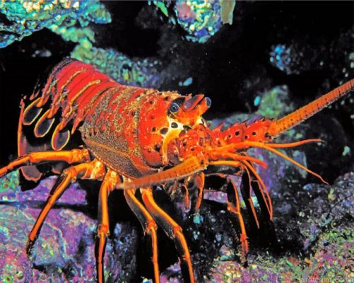 Aesthetic Lobster Painting By Numbers.png