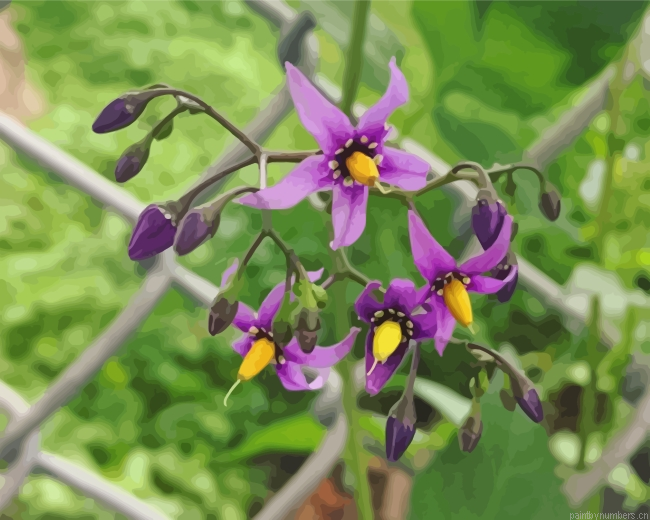 Aesthetic Nightshade Flower Painting By Numbers.png