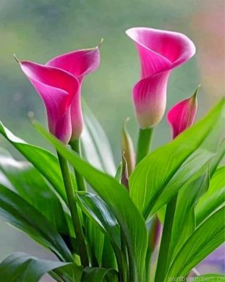Aesthetic Pink Calla Lily Painting By Numbers.png