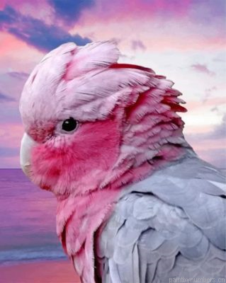 Aesthetic Pink Galah Painting By Numbers.png
