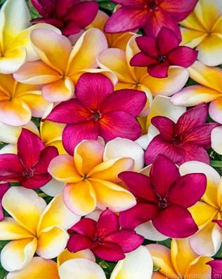 Aesthetic Plumerias Painting By Numbers.png