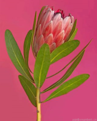 Aesthetic Pretty Protea Painting By Numbers.png